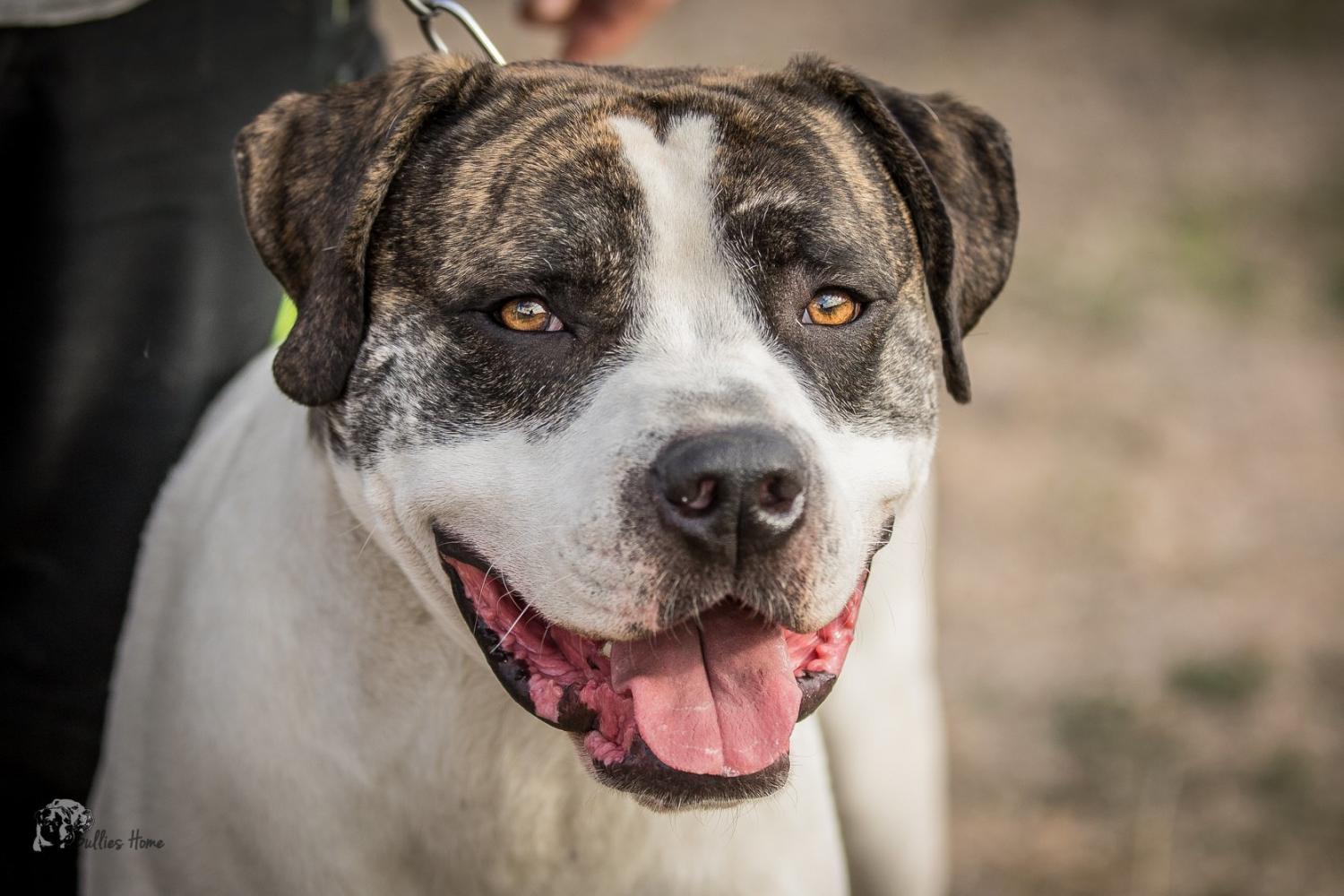 Loony Bulldogs Der American Bulldog Kennel Male